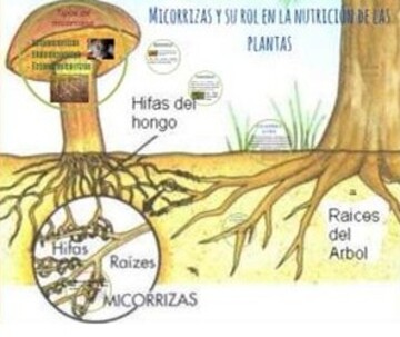 La definición más corriente de micorriza se refiere a la relación simbiótica entre hongos y raíces