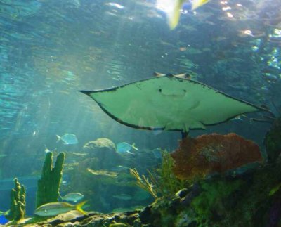 Varios países reclaman más evidencia científica para evitar que la biodiversidad ecológica de los fondos marinos se ponga en riesgo.