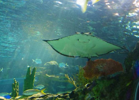 Varios países reclaman más evidencia científica para evitar que la biodiversidad ecológica de los fondos marinos se ponga en riesgo.