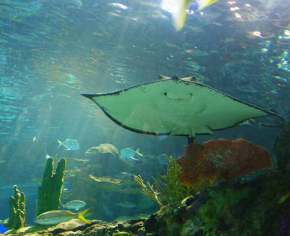 Varios países reclaman más evidencia científica para evitar que la biodiversidad ecológica de los fondos marinos se ponga en riesgo.