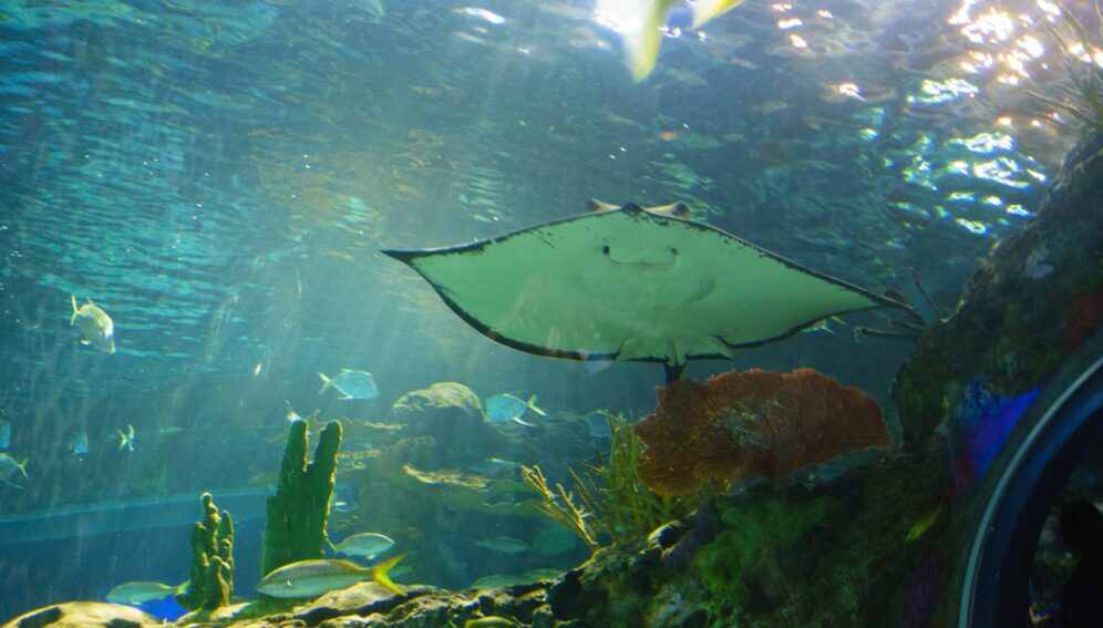 Varios países reclaman más evidencia científica para evitar que la biodiversidad ecológica de los fondos marinos se ponga en riesgo.