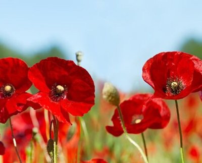 Gustavo Petro desde que participaba como guerrillero del M-19 en el periodo más violento que ha vivido Colombia conocía el alto valor comercial de la droga a nivel internacional.