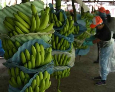 Traficantes han creado empresas para imitar a exportadores y otros han adquirido plantaciones también han secuestrado a camioneros para introducir cocaína en los envíos.