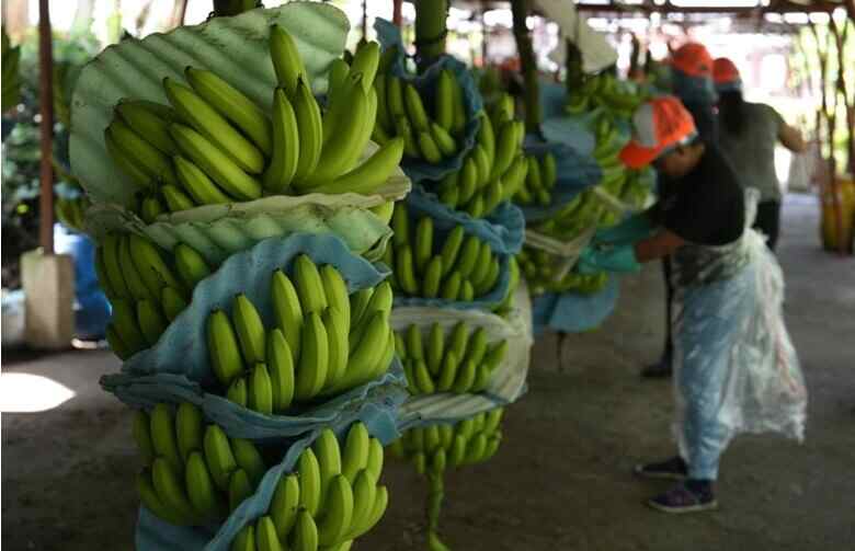 Traficantes han creado empresas para imitar a exportadores y otros han adquirido plantaciones también han secuestrado a camioneros para introducir cocaína en los envíos.