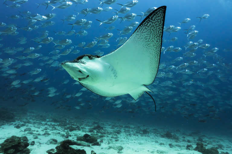 Más de 80 países firmaron el acuerdo de Biodiversidad Marina de Áreas Fuera de la Jurisdicción Nacional (BBNJ) durante la 78ª Asamblea General de la ONU en Nueva York .