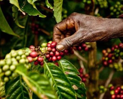 El mercado del café genera unos 200.000 millones de dólares al año y es un ejemplo muy claro de un modelo comercial injusto inhumano e insostenible.
