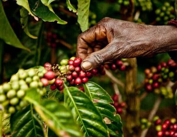 El mercado del café genera unos 200.000 millones de dólares al año y es un ejemplo muy claro de un modelo comercial injusto inhumano e insostenible.