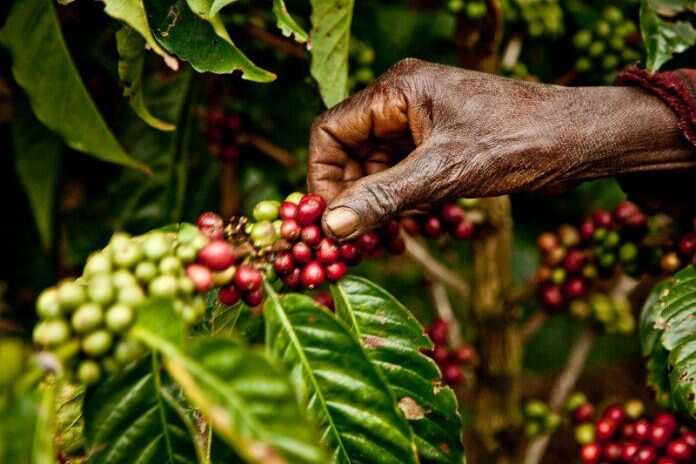 El mercado del café genera unos 200.000 millones de dólares al año y es un ejemplo muy claro de un modelo comercial injusto inhumano e insostenible.