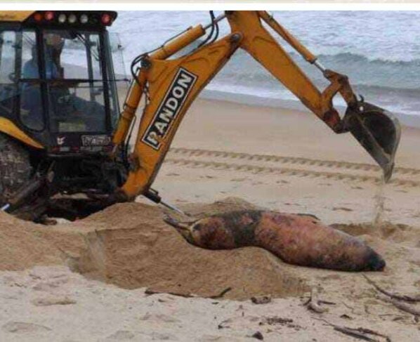 Las autoridades sospechan que las muertes podrían deberse a una afección masiva de gripe aviar en la localidad, en donde empezaron a notificarse casos desde el 30 de septiembre y el 3 de octubre