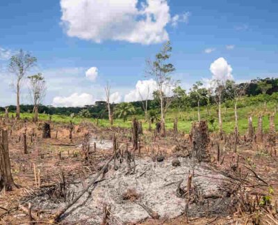 Los bosques tropicales siguen talándose o quemándose a un ritmo alarmante a pesar de las promesas hechas en las cumbres climáticas de las Naciones Unidas que buscan eliminar el problema para 2030
