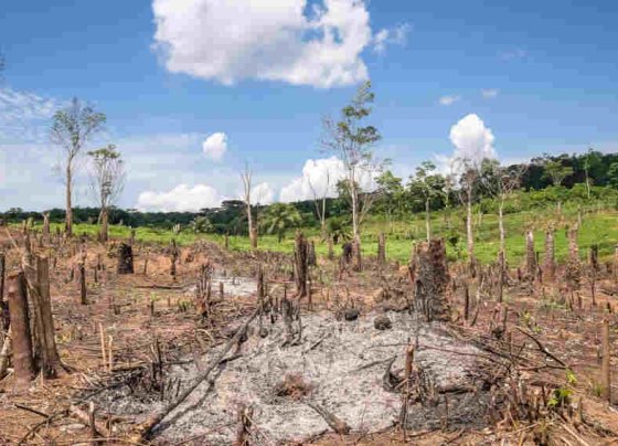 Los bosques tropicales siguen talándose o quemándose a un ritmo alarmante a pesar de las promesas hechas en las cumbres climáticas de las Naciones Unidas que buscan eliminar el problema para 2030