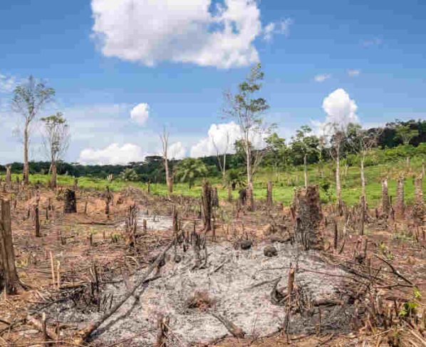 Los bosques tropicales siguen talándose o quemándose a un ritmo alarmante a pesar de las promesas hechas en las cumbres climáticas de las Naciones Unidas que buscan eliminar el problema para 2030
