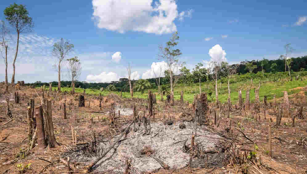 Los bosques tropicales siguen talándose o quemándose a un ritmo alarmante a pesar de las promesas hechas en las cumbres climáticas de las Naciones Unidas que buscan eliminar el problema para 2030