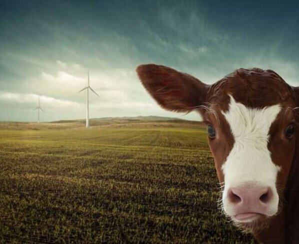 El consumo de carne brasileña en China es cada vez mayor. Desde el 2016 hasta el 2020 pasó a representar el 25% de la producción nacional ganadera.