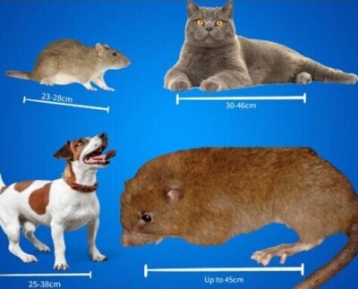 La rata gigante Uromys vika, en peligro crítico de extinción es uno de los roedores más raros del mundo y por primera vez fue captada en imágenes.