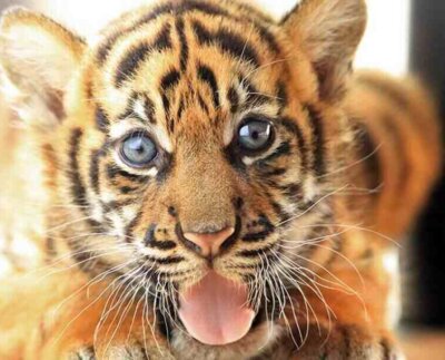 El personal del zoológico anunció el nacimiento de un cachorro de tigre de Sumatra, una hembra y dieron a conocer varias fotos de la recién nacida, así como detalles de sus primeros meses de vida junto a su madre.