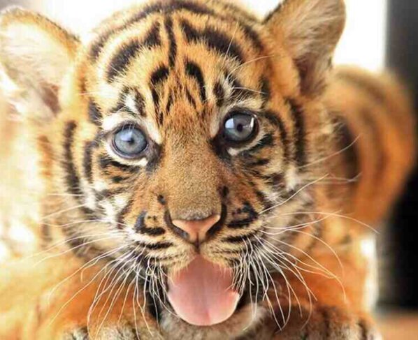 El personal del zoológico anunció el nacimiento de un cachorro de tigre de Sumatra, una hembra y dieron a conocer varias fotos de la recién nacida, así como detalles de sus primeros meses de vida junto a su madre.