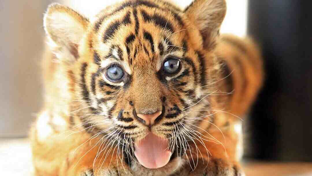 Nuevo bebé tigre en Zoológico de Miami fascina con su ternura