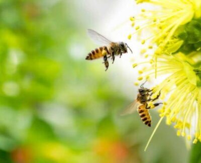 Desde Italia llega el desarrollo de los primeros créditos certificados de biodiversidad: 3Bee, la empresa de tecnología climática líder en la protección de la biodiversidad a través de la tecnología