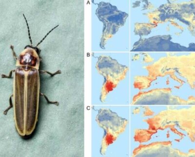 Una luciérnaga de Sudamérica invade España. La luciérnaga Photinus signaticollis es nativa de Sudamérica y se ha establecido en Girona.
