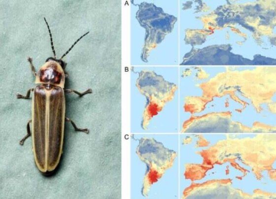 Una luciérnaga de Sudamérica invade España. La luciérnaga Photinus signaticollis es nativa de Sudamérica y se ha establecido en Girona.