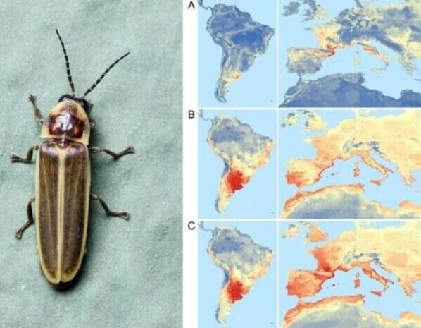 Una luciérnaga de Sudamérica invade España. La luciérnaga Photinus signaticollis es nativa de Sudamérica y se ha establecido en Girona.