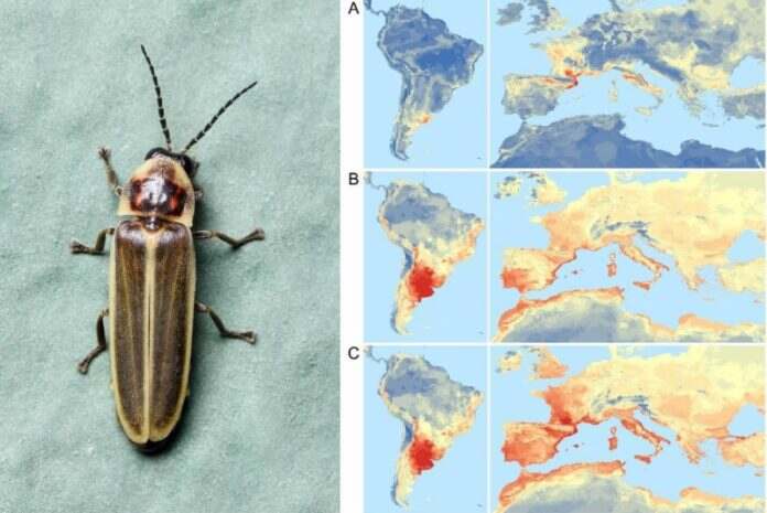 Una luciérnaga de Sudamérica invade España. La luciérnaga Photinus signaticollis es nativa de Sudamérica y se ha establecido en Girona.