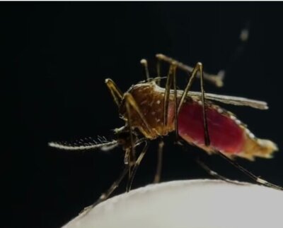 Aumento del dengue en Sudamérica impulsa campaña de vacunación. Esto llevó a Brasil a lanzar una novedosa campaña de vacunación.