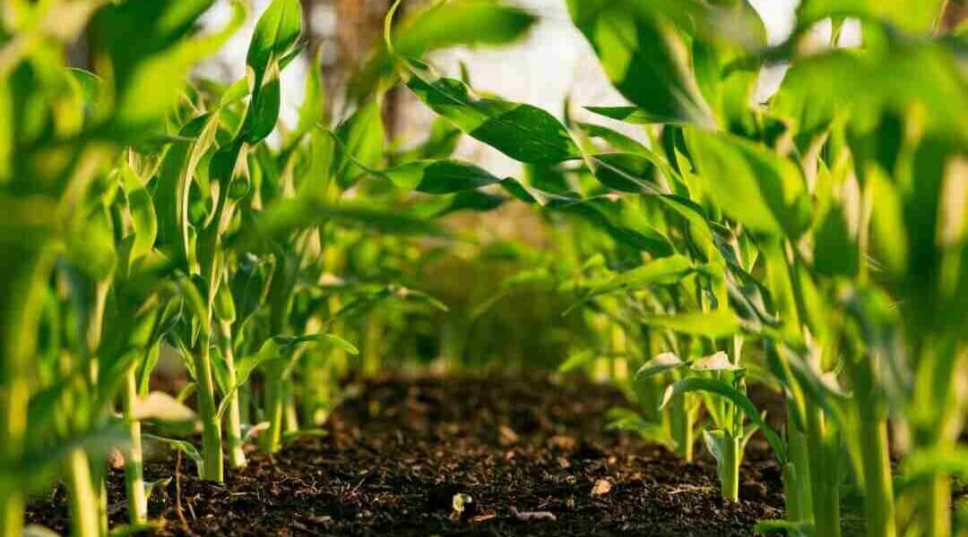 Sin acuerdos en Sudamérica por mercados de carbono. El manejo del suelo agrícola, como potencial tecnología de captura de emisiones.