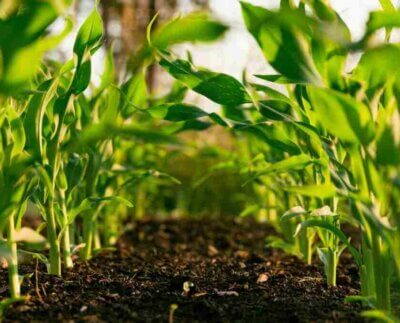 Sin acuerdos en Sudamérica por mercados de carbono. El manejo del suelo agrícola, como potencial tecnología de captura de emisiones.