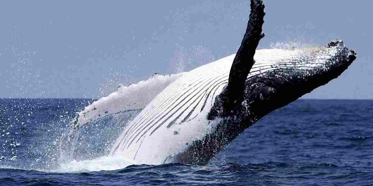Éxito de conservación las ballenas jorobadas. De estar al borde de la extinción, se han recuperado.