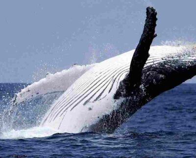 Éxito de conservación las ballenas jorobadas. De estar al borde de la extinción, se han recuperado.