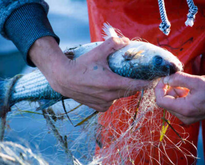 Envasan alimentos con grasa de pescado. El Instituto Tecnológico del Plástico, participa en este proyecto europeo a través del desarrollo de un recubrimiento barrera para el envasado de alimentos a partir de gelatina de pescado y derivados de redes de pesca.