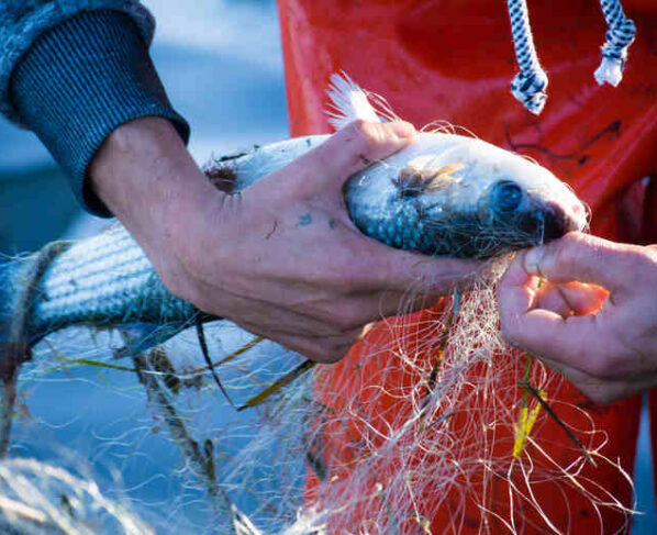 Envasan alimentos con grasa de pescado. El Instituto Tecnológico del Plástico, participa en este proyecto europeo a través del desarrollo de un recubrimiento barrera para el envasado de alimentos a partir de gelatina de pescado y derivados de redes de pesca.