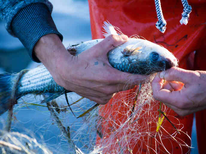 Envasan alimentos con grasa de pescado. El Instituto Tecnológico del Plástico, participa en este proyecto europeo a través del desarrollo de un recubrimiento barrera para el envasado de alimentos a partir de gelatina de pescado y derivados de redes de pesca.