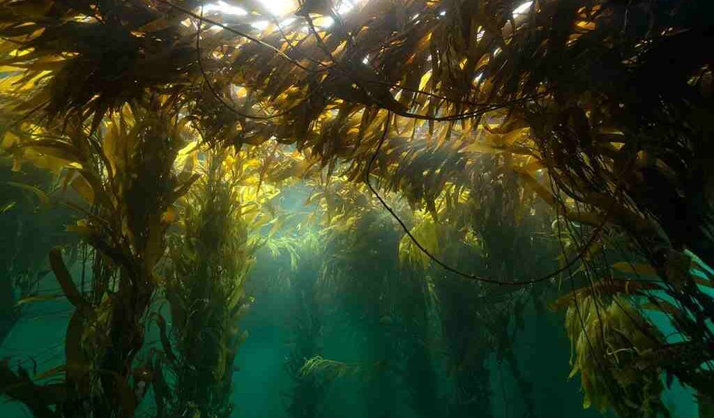 El kelp es un tipo de alga marina gigante, conocida también como quelpo, que forma densos bosques submarinos en aguas frías, rocosas y poco profundas.