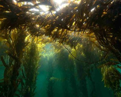 El kelp es un tipo de alga marina gigante, conocida también como quelpo, que forma densos bosques submarinos en aguas frías, rocosas y poco profundas.