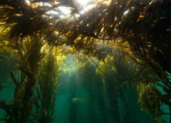 El kelp es un tipo de alga marina gigante, conocida también como quelpo, que forma densos bosques submarinos en aguas frías, rocosas y poco profundas.