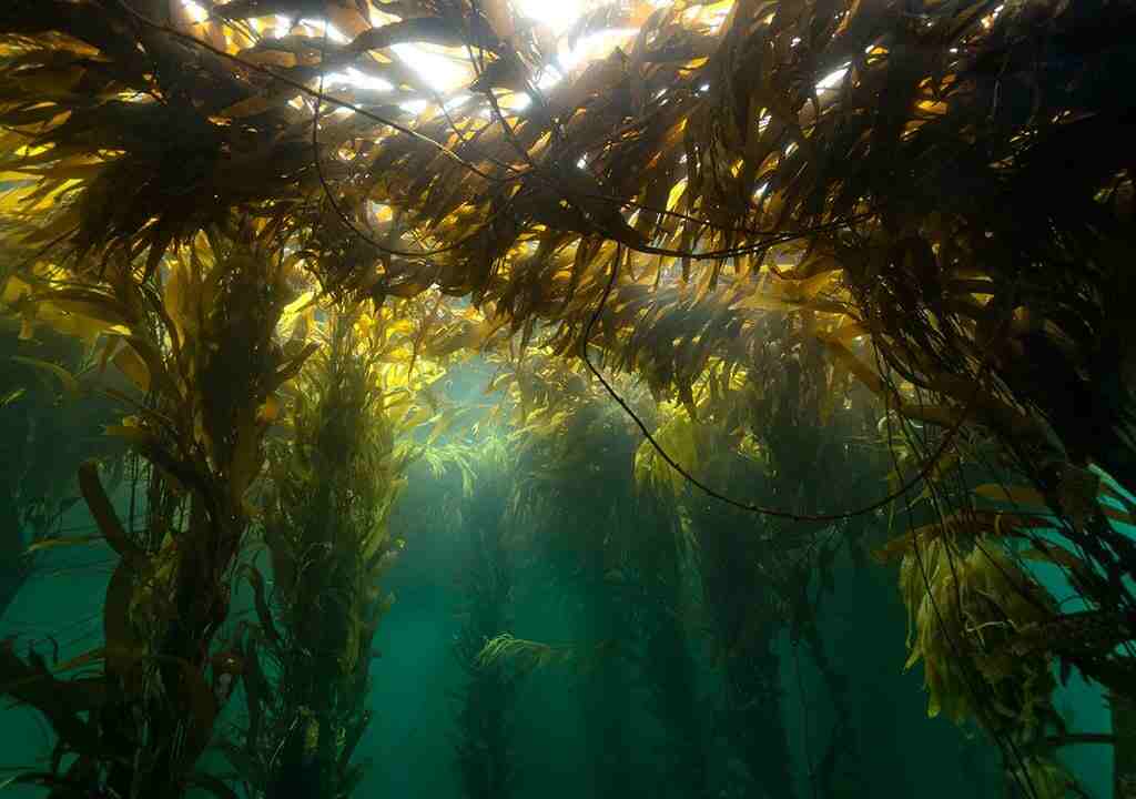 El kelp es un tipo de alga marina gigante, conocida también como quelpo, que forma densos bosques submarinos en aguas frías, rocosas y poco profundas.