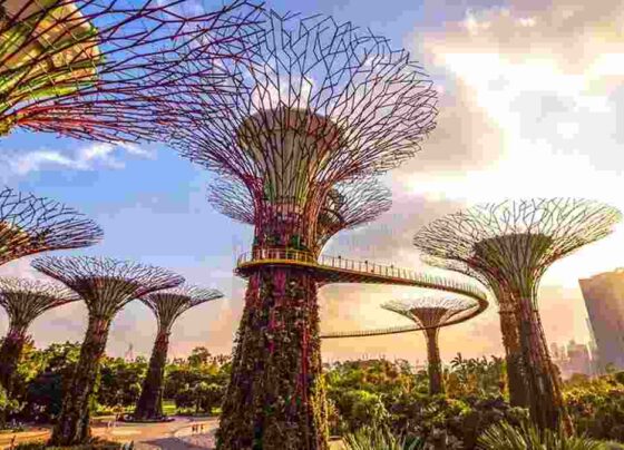Los superárboles son las estructuras más icónicas del parque. Estos 18 gigantes de entre 25 y 50 metros de altura, además de dotar la atmósfera con un aire mágico, están envueltos por un jardín vertical exterior
