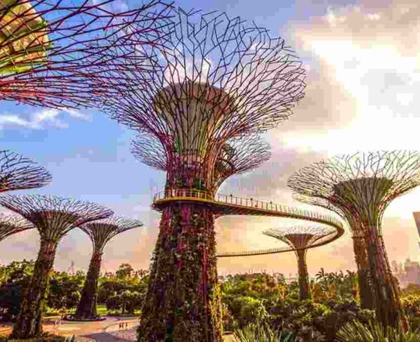 Los superárboles son las estructuras más icónicas del parque. Estos 18 gigantes de entre 25 y 50 metros de altura, además de dotar la atmósfera con un aire mágico, están envueltos por un jardín vertical exterior