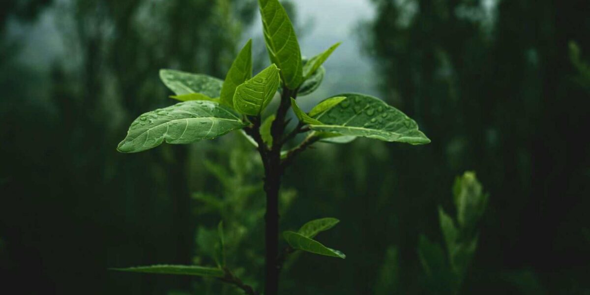 Biodiversidad