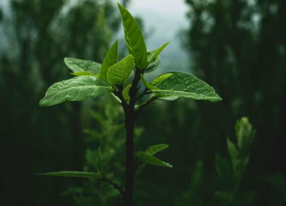 Biodiversidad