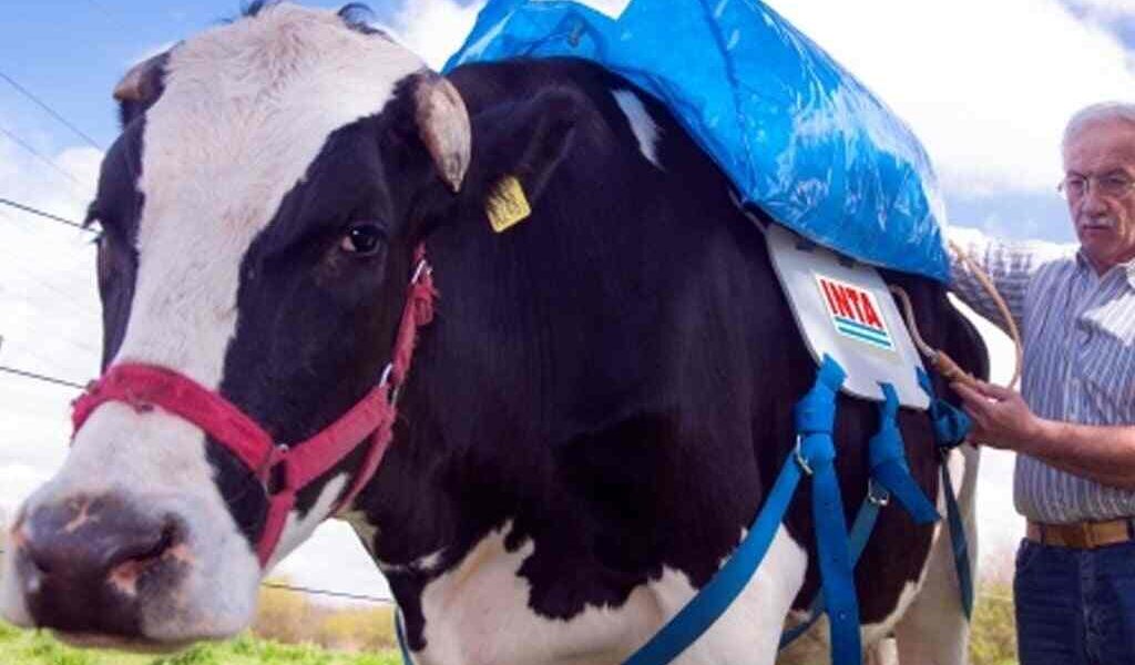 Vacas y cerveza