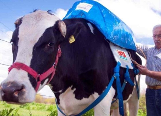 Vacas y cerveza
