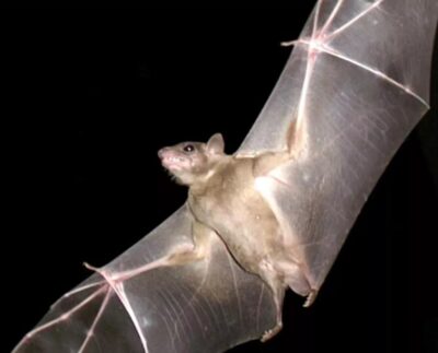 murciélagos